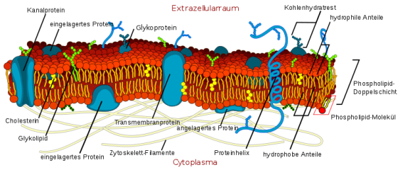 Cell_membrane_detailed_diagram_de.svg
